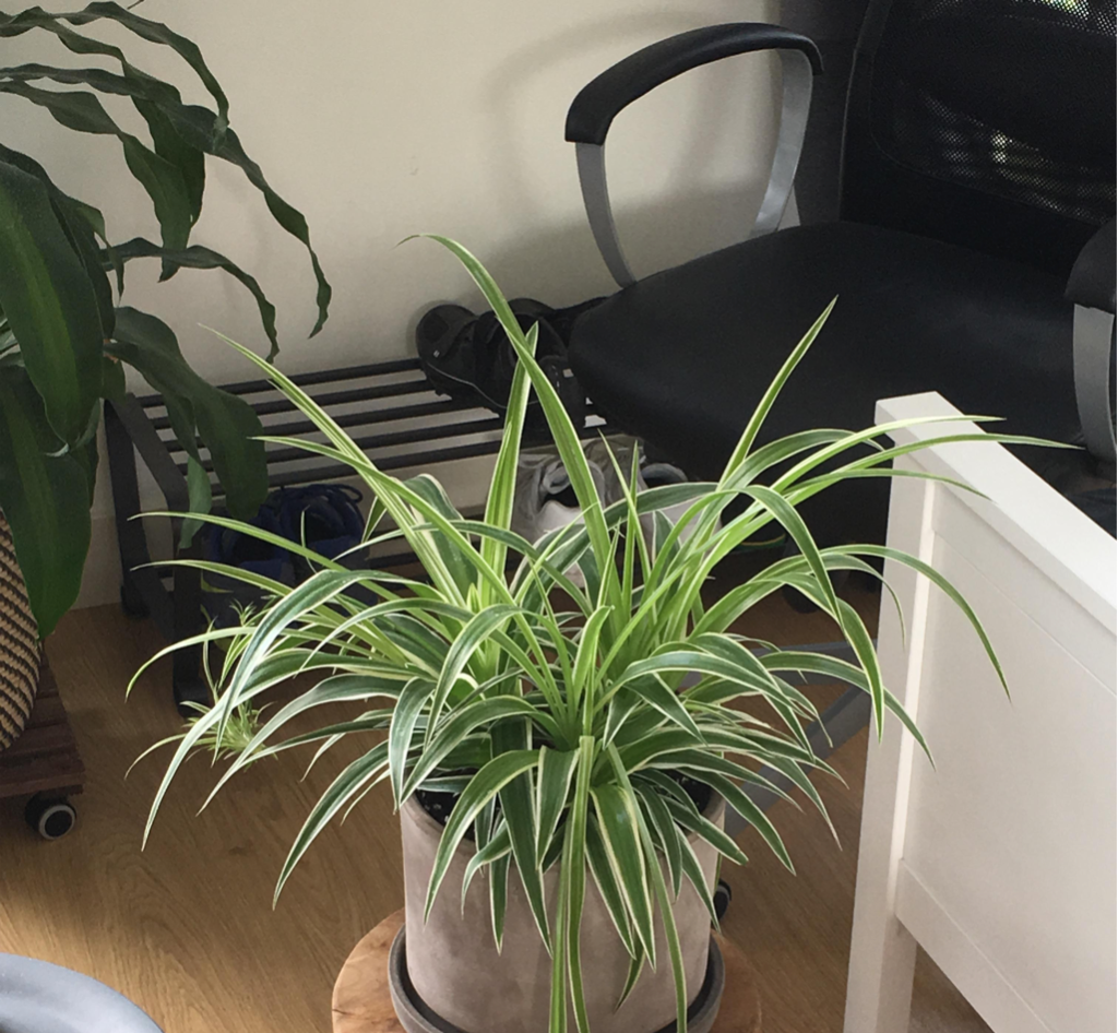 Plant in a Portland home